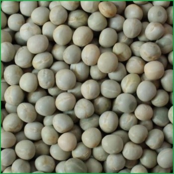(Green Peas) Hariyo kerau 1kg